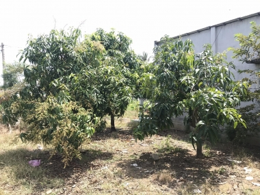 Bán đất xã Long Hòa huyện Cần Giờ chính chủ