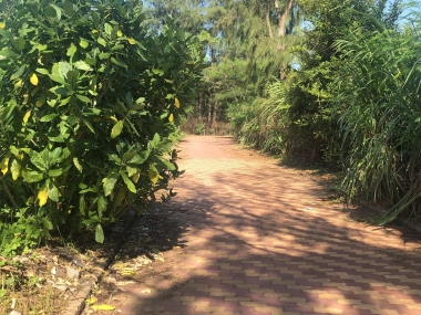 Bán đất đường Kè Đá huyện Cần Giờ 