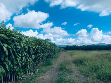 Đất 4000m2 Hẻm Phan Chu Trinh Hồ Mai Thành Bảo Lộc Lâm Đồng