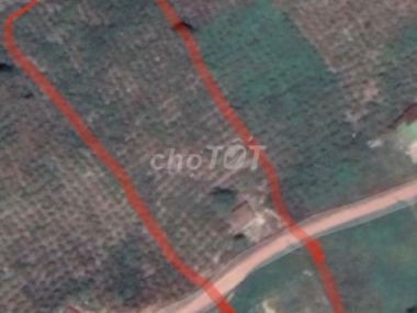 Cần bán 8 sào vườn ở Xã Phúc Thọ Huyện Lâm Hà Lâm Đồng