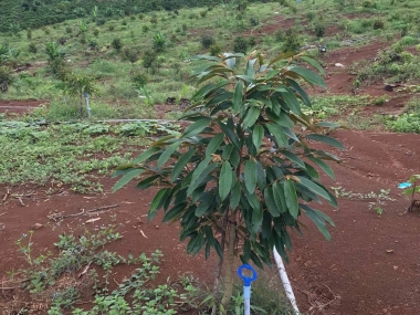 Chính chủ bán đất Xã Đồng Nai Thượng, Huyện Cát Tiên, Lâm Đồng