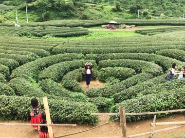 Bán mảnh đất TK nông trường thị trấn mộc châu vô cùng đẹp giá đầu tư