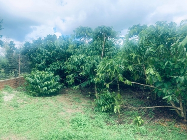 Đất 4000m2 Hẻm Phan Chu Trinh P lộc Tiến TP Bảo Lộc T Lâm Đồng