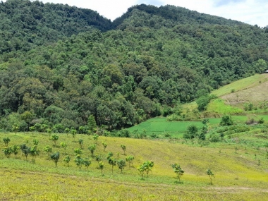 Bán 10ha đất Mộc Châu. Giá vài chục /1m2