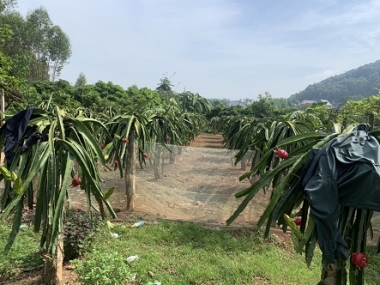 Chính chủ cần bán 3ha đất trang trại nằm trên trục Tây Yên Tử, Luc Nam, Bắc Giang.