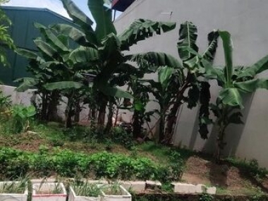 Chính chủ cần bán gấp lô đất tại khu Đô thị Đình Bảng, Từ Sơn, Bắc Ninh