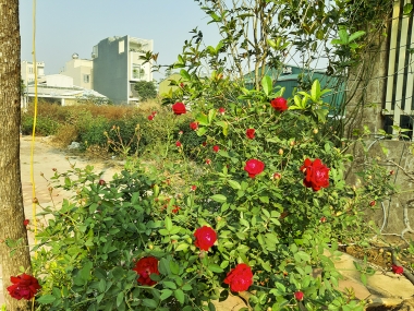 Chính chủ cần bán 70m2 mặt trục chính tấp nập nhất Trâu Quỳ, Gia Lâm, Hà Nội. Lh 0989894845.