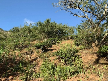 Bán 960m2 đất nền #Mộc_Châu khai thác du lịch nhà vườn