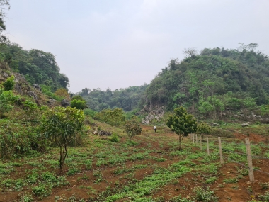 Bán mảnh đất 1.1Hecta Mộc Châu gần vườn dâu Chimi Farrm khai thác du lịch nhà vườn