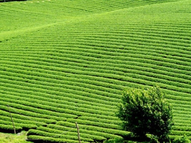 Đất nền Mộc Châu, đón đầu quy hoạch đường cao tốc