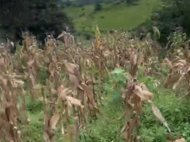 Bán giá rẻ 4000m2 Sapa 2 (Y Tý) vị trí đắc địa thuộc thôn săn mây, sinh lời cao