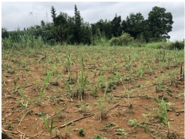 CẦN BÁN 3 LÔ ĐẤT VỊ TRÍ CÓ 1 KHÔNG 2 TẠI CAO PHONG, HÒA BÌNH