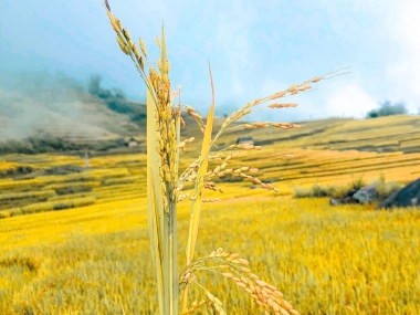 SIÊU PHẨM SĂN MÂY, VIEW RUỘNG BẬC THANG ĐẸP NHẤT NHÌ Y TÝ